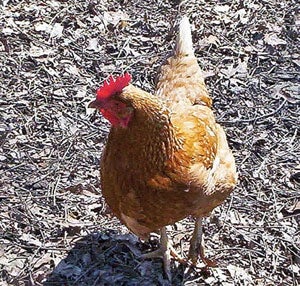4. Poultry power. Dead or alive, chickens&mdash;such as this small farm flock hen&mdash;may cross the road into renewable fuel territory. Courtesy: Carolyn Maize