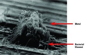 2.	Hungry critters. Bacterial attack of tubes' base metal is a problem that can be just as serious as nonbacterial pitting or deposition. Courtesy: Conco Systems Inc.