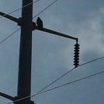 Eagle On Transmission Tower WebCrop