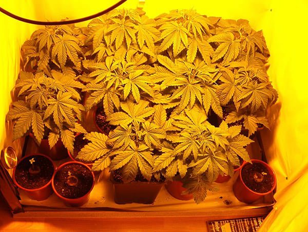 Cannabis growing indoors under lamps. Source: Wikimedia Commons