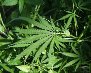 Stock_Pot_Commons
