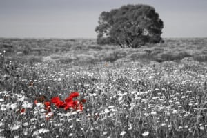 shutterstock_388758508-1024x682