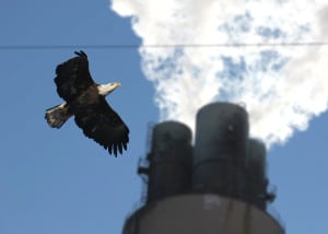 Eagles at Pulliam Plant