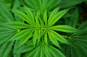 cannabis-sativa-plant-1404978544Z8U