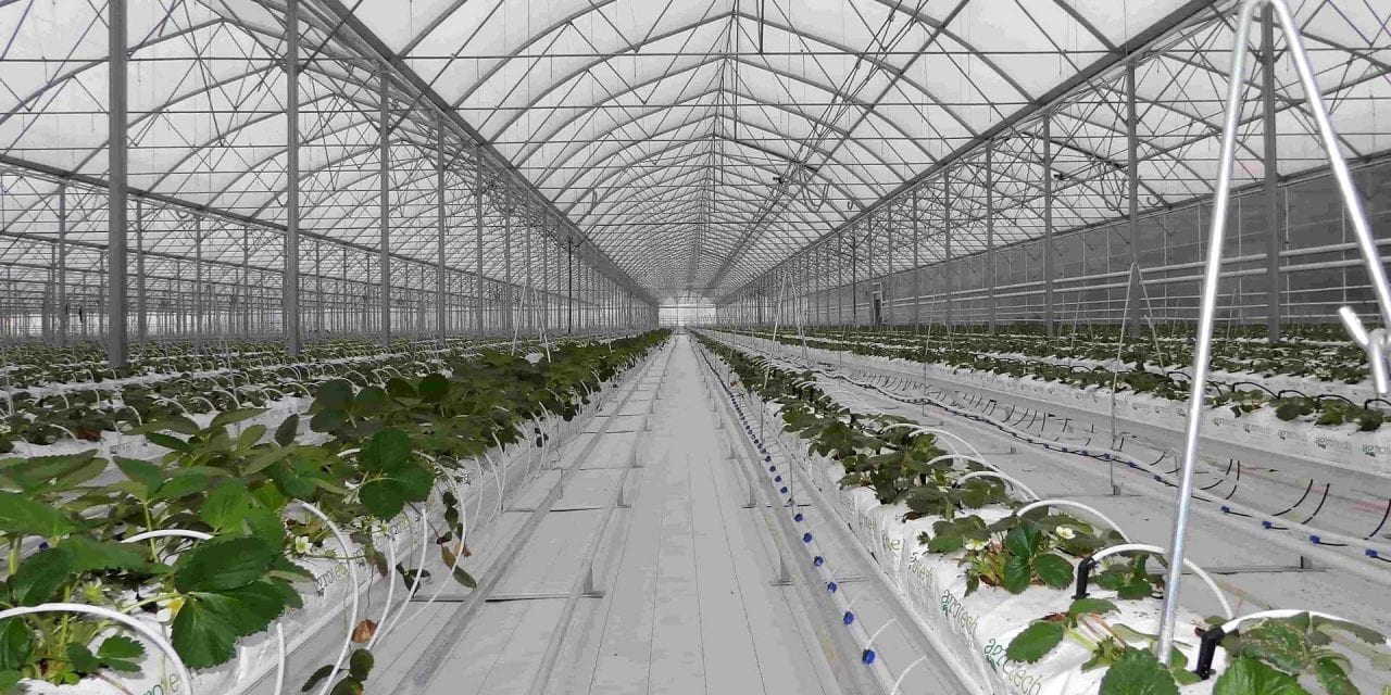 Greenhouses and Microgrids Should Grow Together