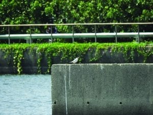 Fig2-tern-bird-ecological-taipower