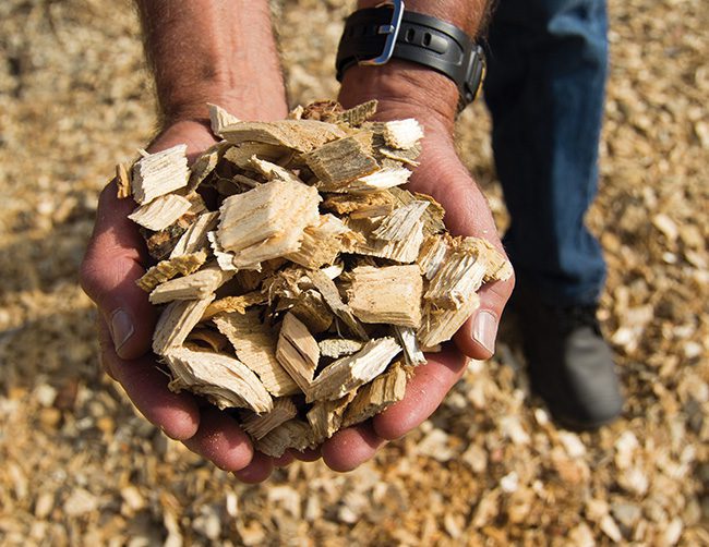 Biomass Power: Environmental Benefit or Numbers Game?