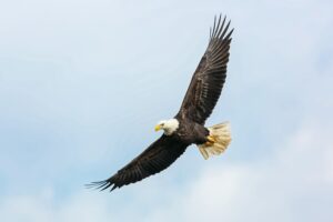 mathew-schwartz-OjQgsR1oyEw-unsplash